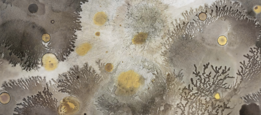 PAPIER PEINT: CORAL REEFS SKU2406 – Image 3